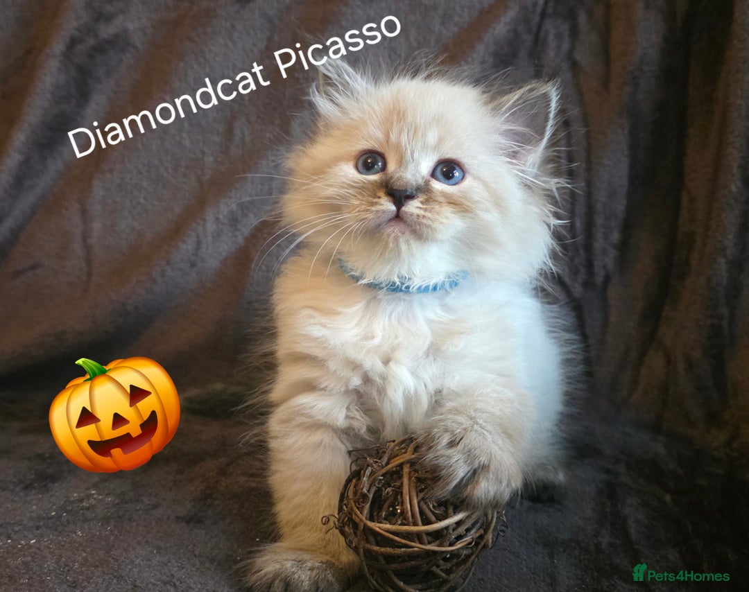 Siberian cats for sale: Champion blood, 5 Gen pedigree, loving kittens - Image 5