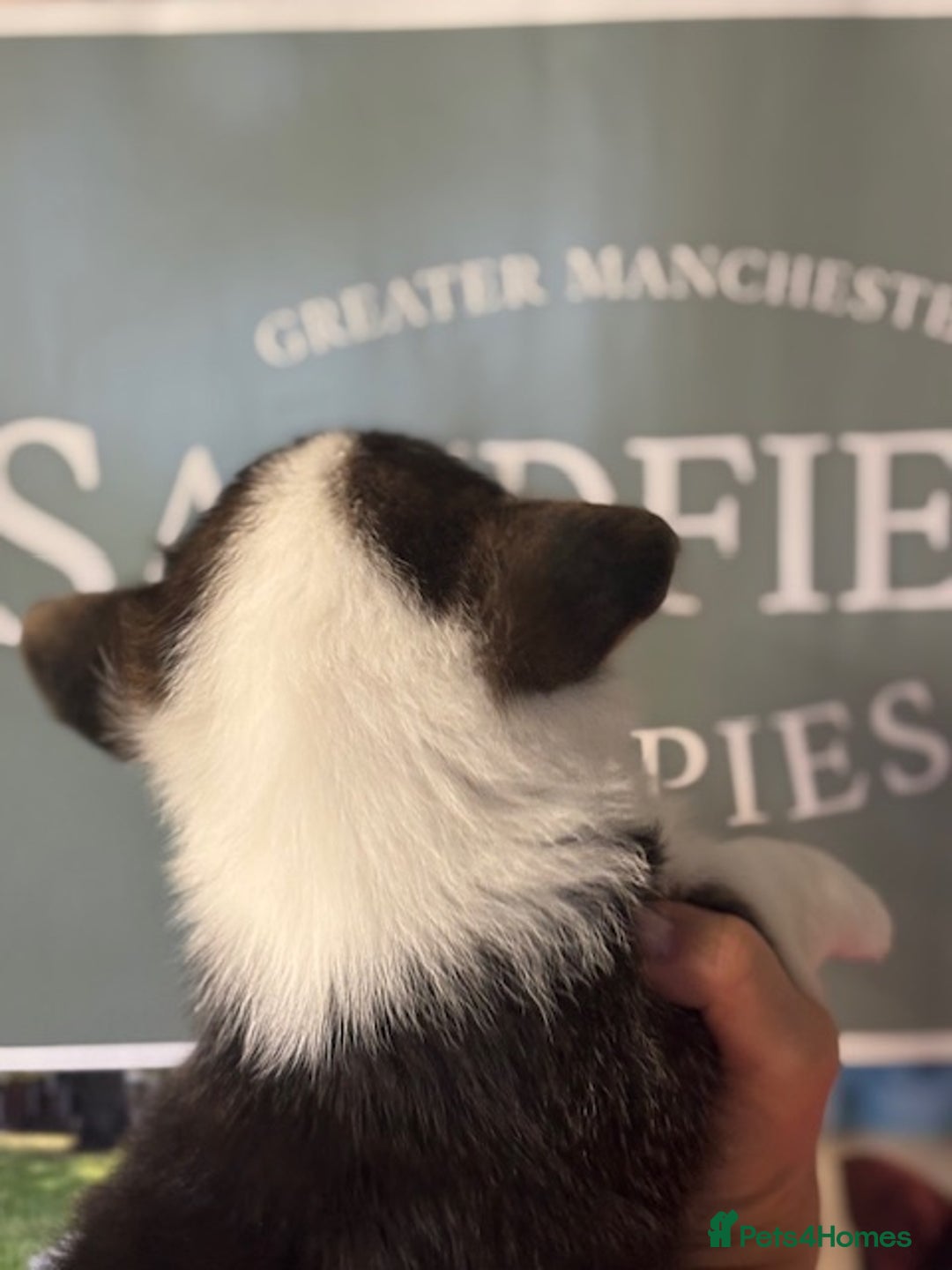 Welsh Corgi Pembroke dogs for sale: Tri coloured quality pedigree puppies available - Advert 10