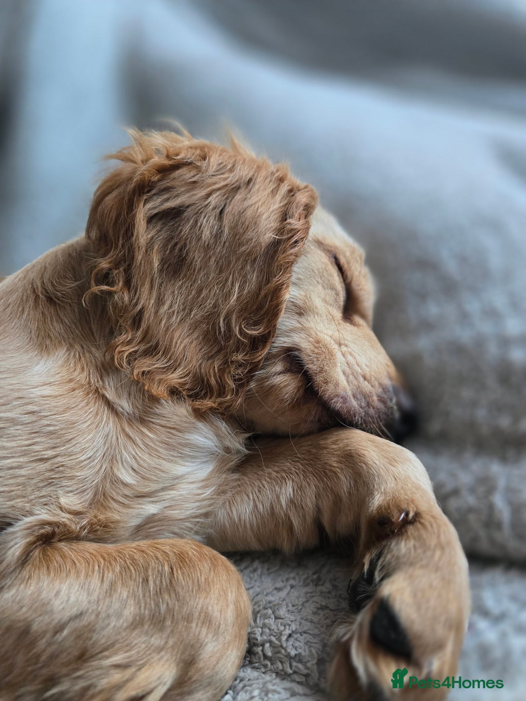 Sprocker dogs for sale: Sprocker Puppy  - Advert 5