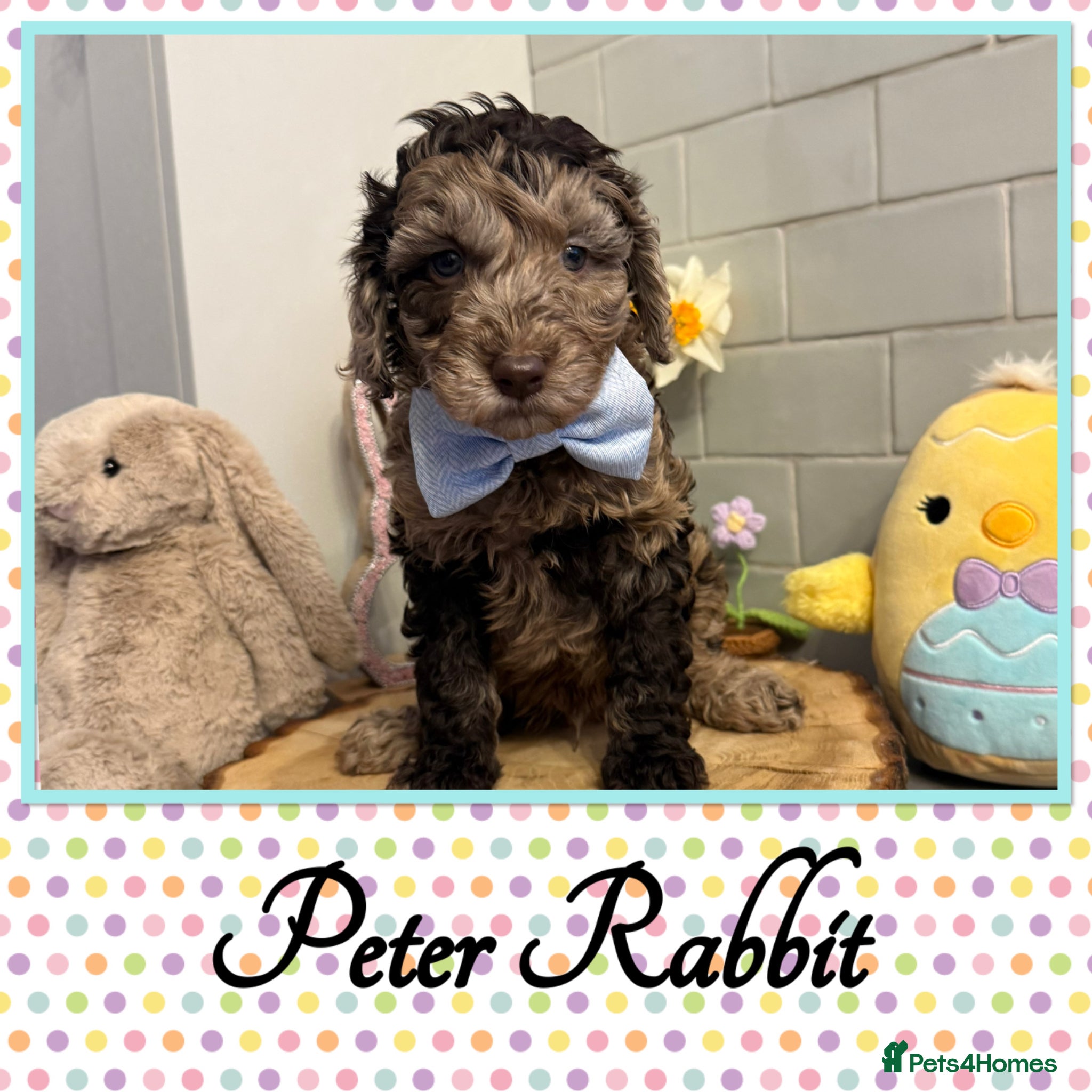 Labradoodle dogs 🌈POTENTIAL THERAPY/ASSISTANCE PUPS🌈 NOT F1 - Advert 1