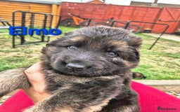 German Shepherd dogs for sale: Last German Shepherd girl remaining  - Image 21