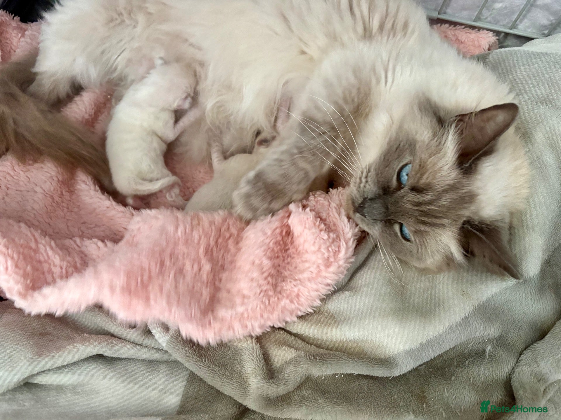 Ragdoll cats 🎀 Adorable GCCF Babies 🎀 - Advert 11