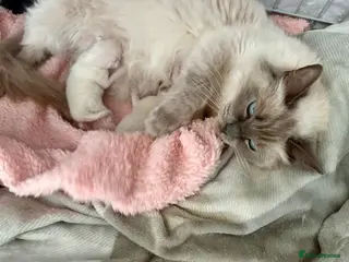Ragdoll cats 🎀 Adorable GCCF Babies 🎀 - Advert 11