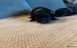 Mixed Breed dogs for sale: 3/4 lab 1/4 collie puppies  in Whitby - Image 12