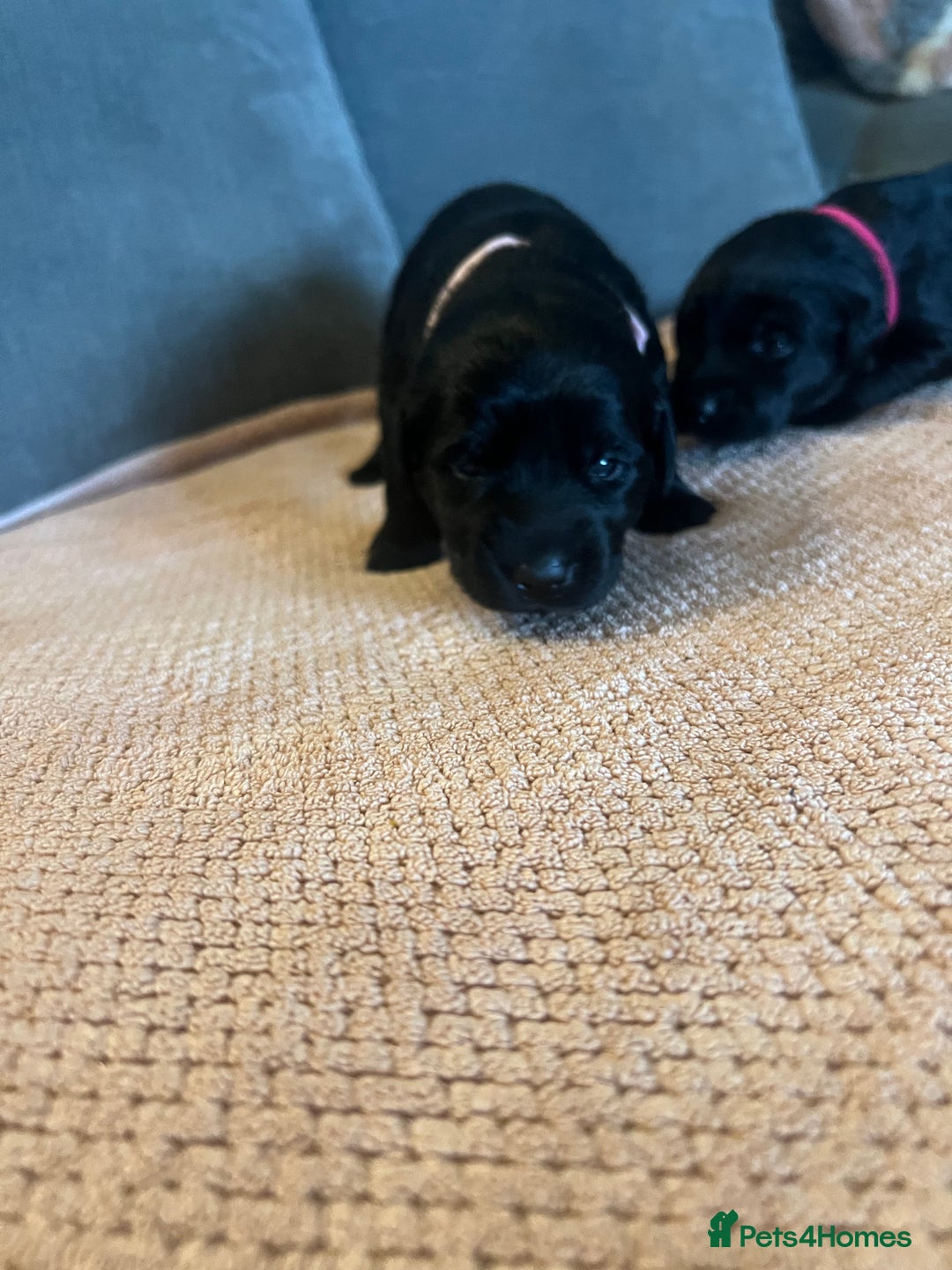 Mixed Breed dogs for sale: 3/4 lab 1/4 collie puppies  in Whitby - Image 12