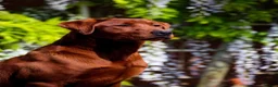 Labrador Retriever dogs for sale: Darkest mahogany fox red labrador puppies for sale - Advert 12