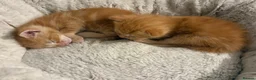 Mixed Breed cats for sale: Ready Saturday - Gorgeous Ragdoll X Ginger Kitten - Advert 27