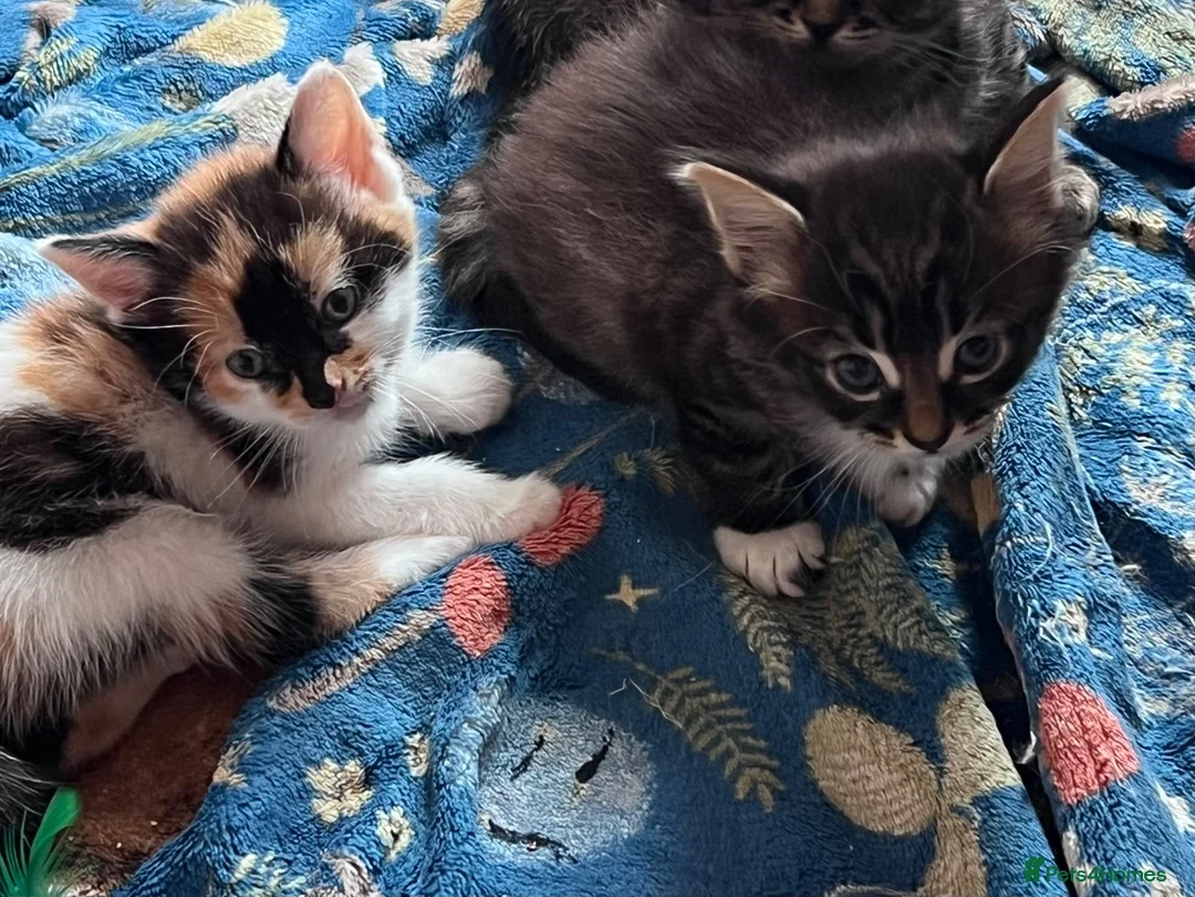 Mixed Breed cats for sale: Kitten for sale  - Advert 2