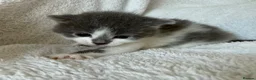 Mixed Breed cats for sale: Adorable Persian Cross Kittens  - Advert 4