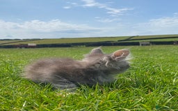 Maine Coon cats for sale: Xl Stunning Maine coon kittens  - Image 12