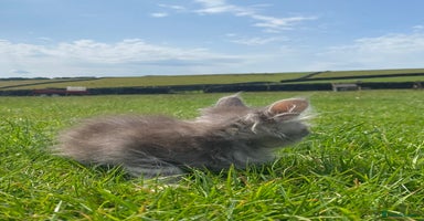 Maine Coon cats - Advert 2