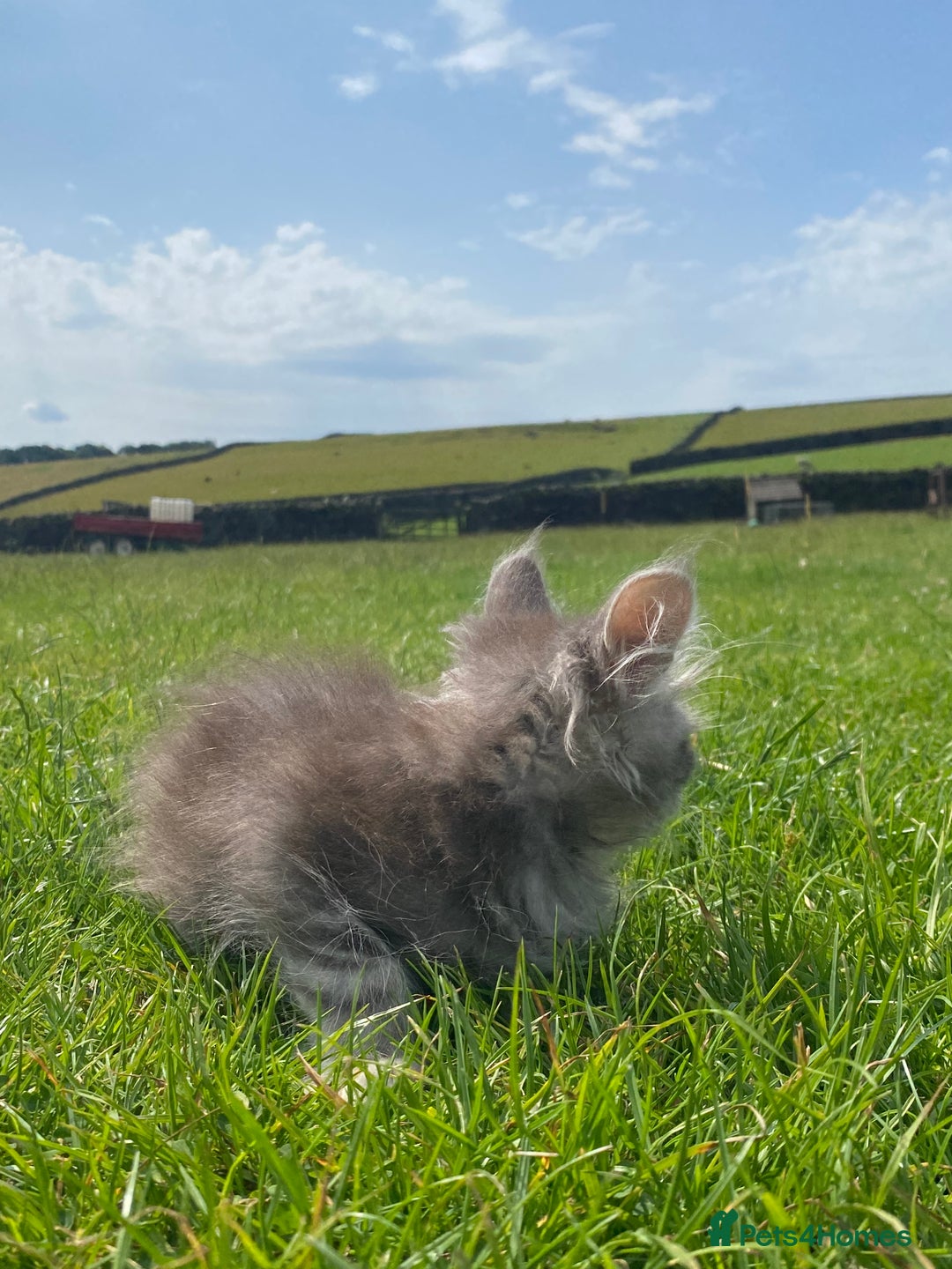 Maine Coon cats for sale: Xl Stunning Maine coon kittens  - Image 12