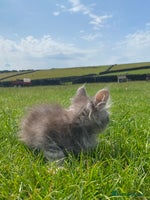 Maine Coon cats - Advert 15