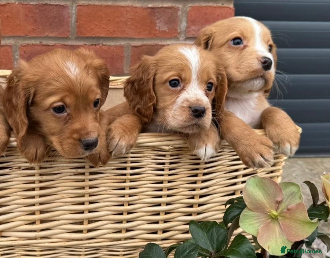 Cocker Spaniel dogs for sale: KC Reg & Health Tested Working Cocker Spaniels - Advert 6