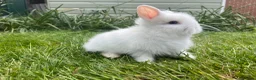 Lionhead rabbits for sale: Beautiful mini double maned lionheads  - Advert 5
