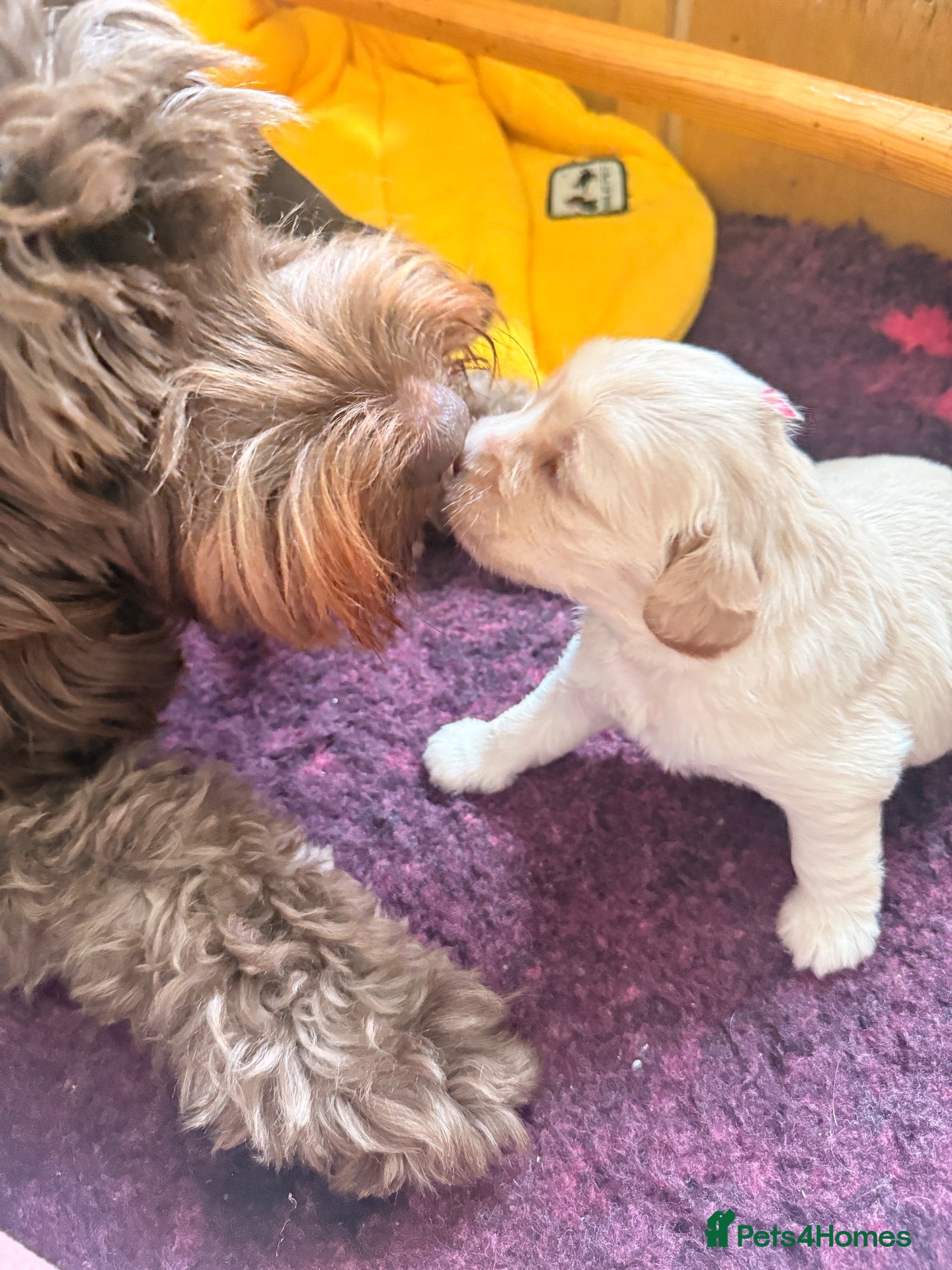 Australian Labradoodle dogs     🐾 Adorable Australian Labradoodle Puppies  - Advert 1