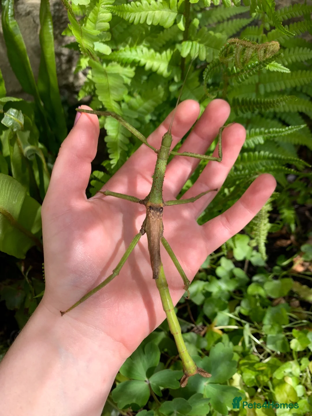 Stick Insects invertebrates for sale: Lopaphus sphalerus ova (eggs) x30 - RARE in Bridport - Advert 4