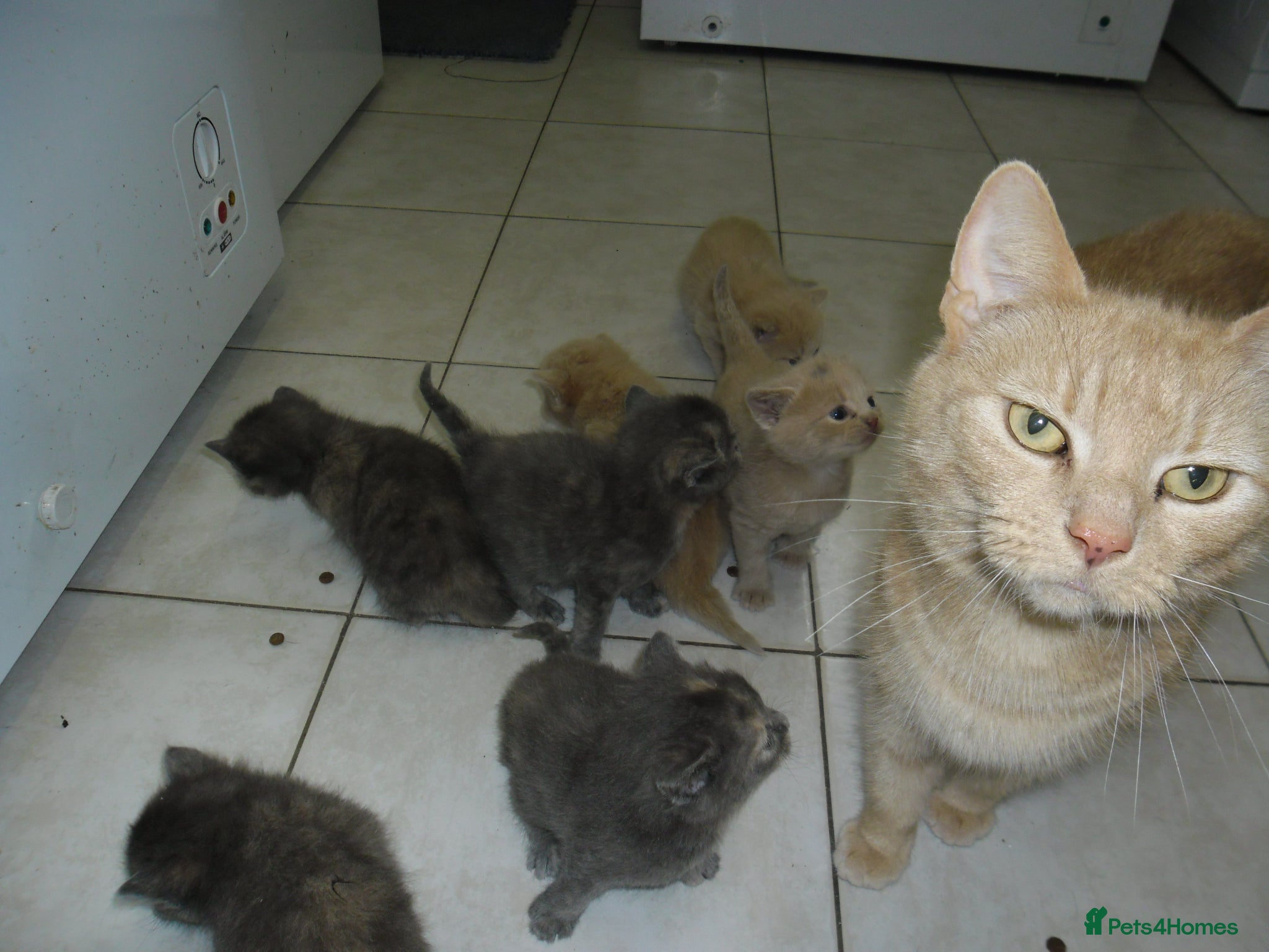 Mixed Breed cats for sale: 8 BEAUTIFUL KITTENS FOR SALE TO LOVING HOMES - Advert 1