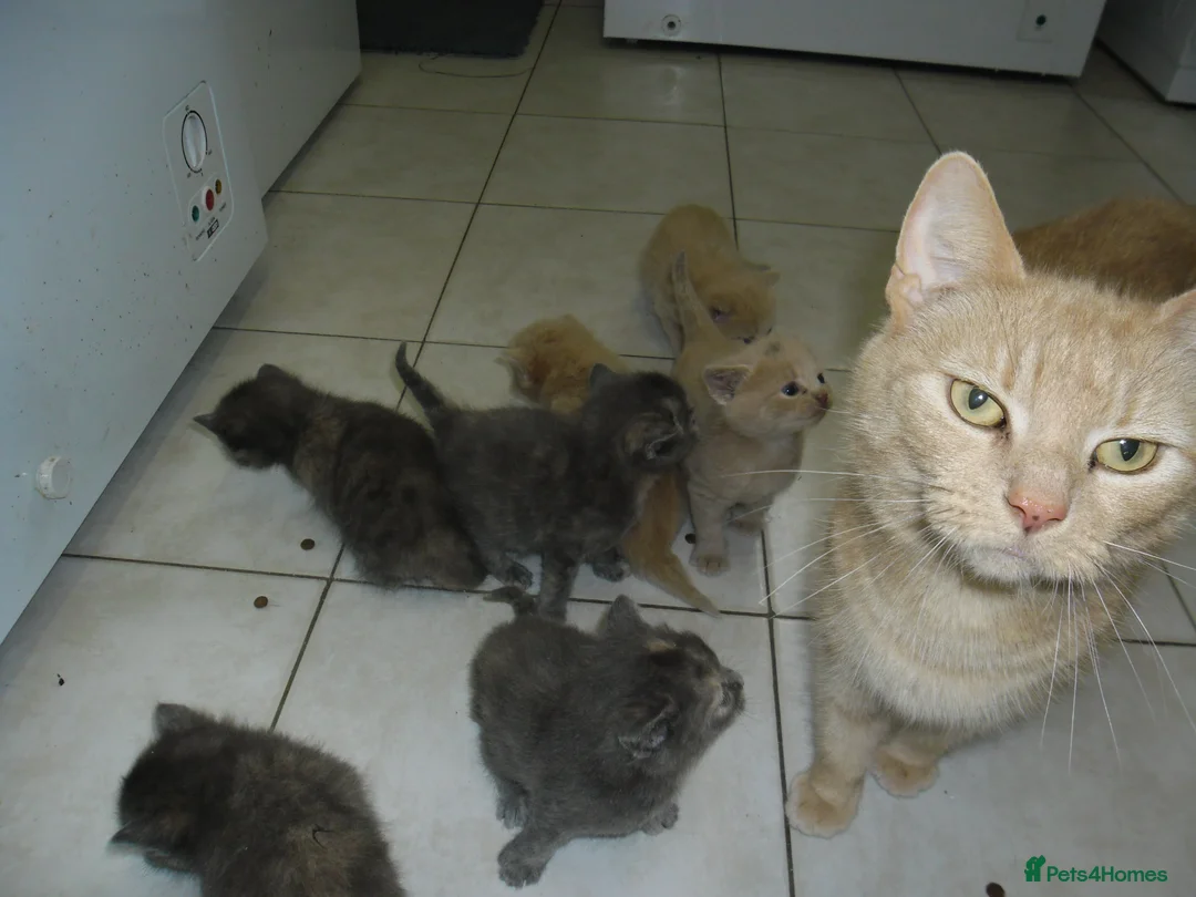 Mixed Breed cats for sale: 8 BEAUTIFUL KITTENS FOR SALE TO LOVING HOMES - Advert 1