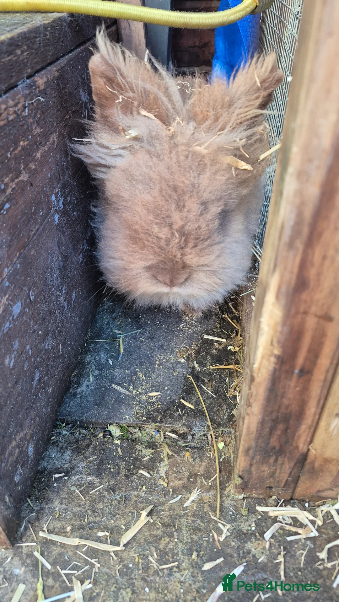 Mixed Breed rabbits for sale: Bonded pair of male rabbits - Advert 11