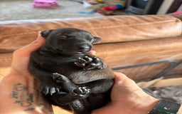 Italian Greyhound dogs for sale: Beautiful Italian Greyhound puppies for sale  - Image 22
