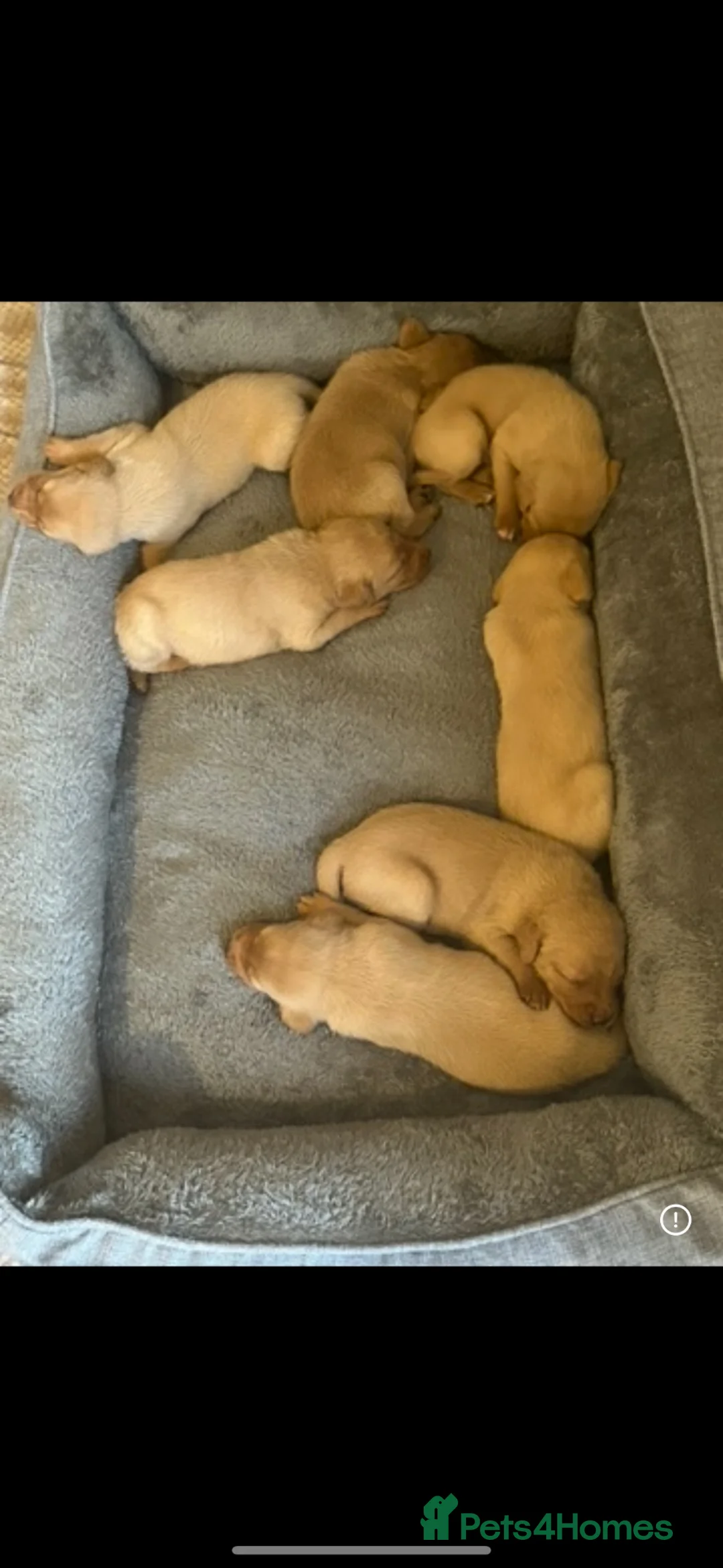 Labrador Retriever dogs for sale: Fox red Labradors puppies  - Advert 6