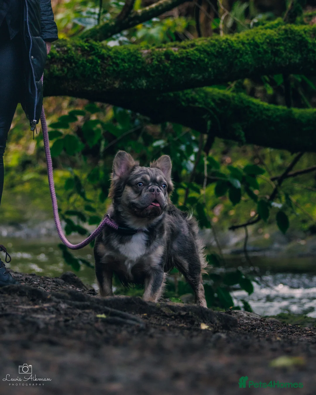 French Bulldog dogs for stud: french bulldog fluffy stud  in Glasgow - Advert 2