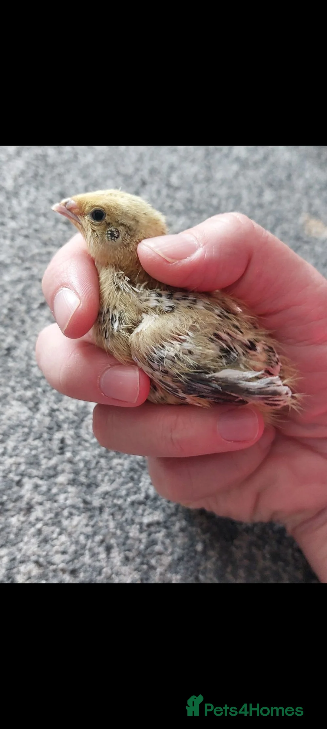 Quail poultry for sale: Male coturnix quails 2 weeks old  - Advert 1
