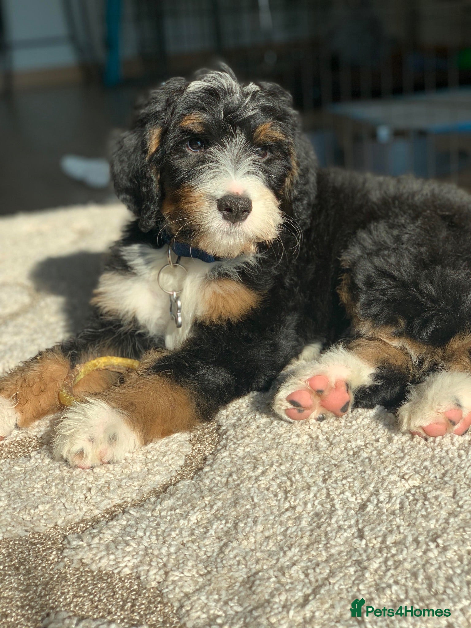 Bernedoodle dogs Mini Tri-Colour Bernedoodle - Advert 9