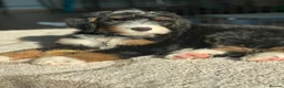 Bernedoodle dogs for sale: Mini Tri-Colour Bernedoodle in London - Advert 1