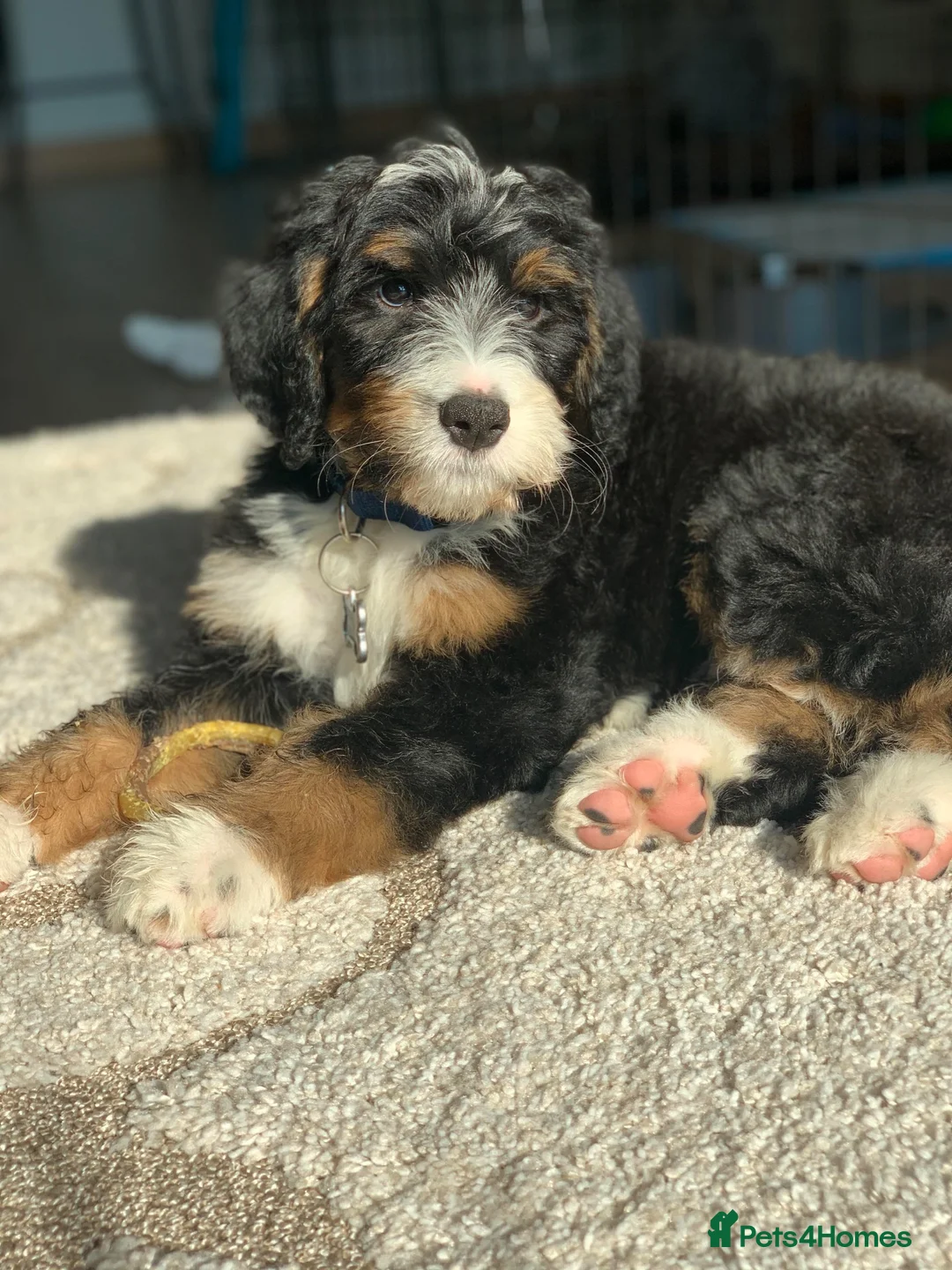 Bernedoodle dogs for sale: Mini Tri-Colour Bernedoodle in London - Advert 1