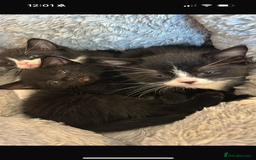 Domestic Shorthair cats for sale: 3 adorable kittens ready for their forever home  - Image 3