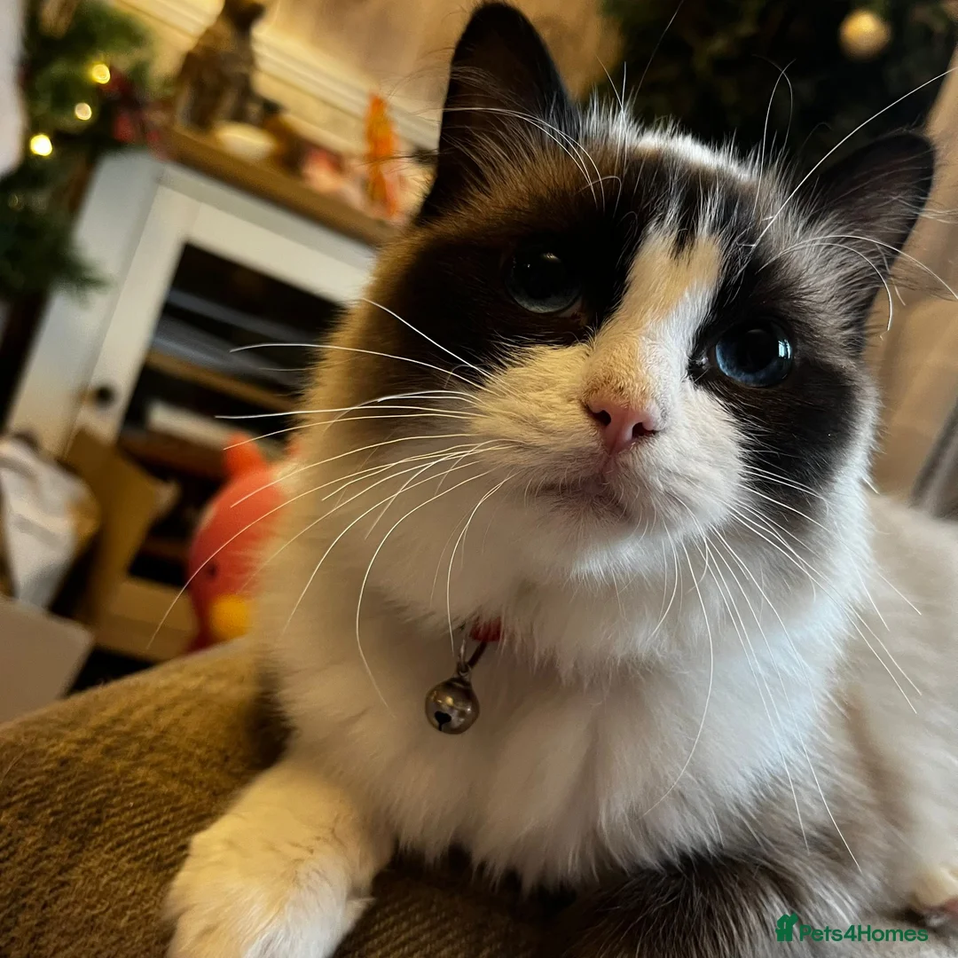 Ragdoll cats for sale: Ragdoll male  - Advert 1