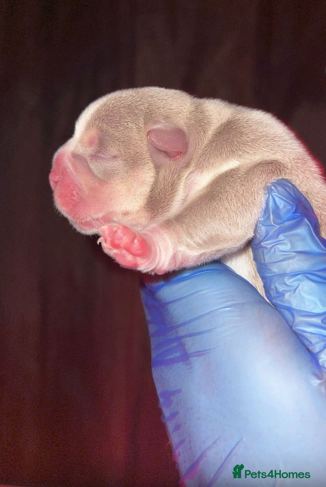 American Bully dogs for sale: Micro exotic bully’s  - Image 12