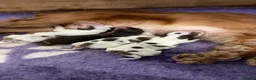 Cocker Spaniel dogs for sale: 🐾 SHOW COCKER SPANIEL PUPPIES FORSALE 🐾  in Wisbech - Advert 3