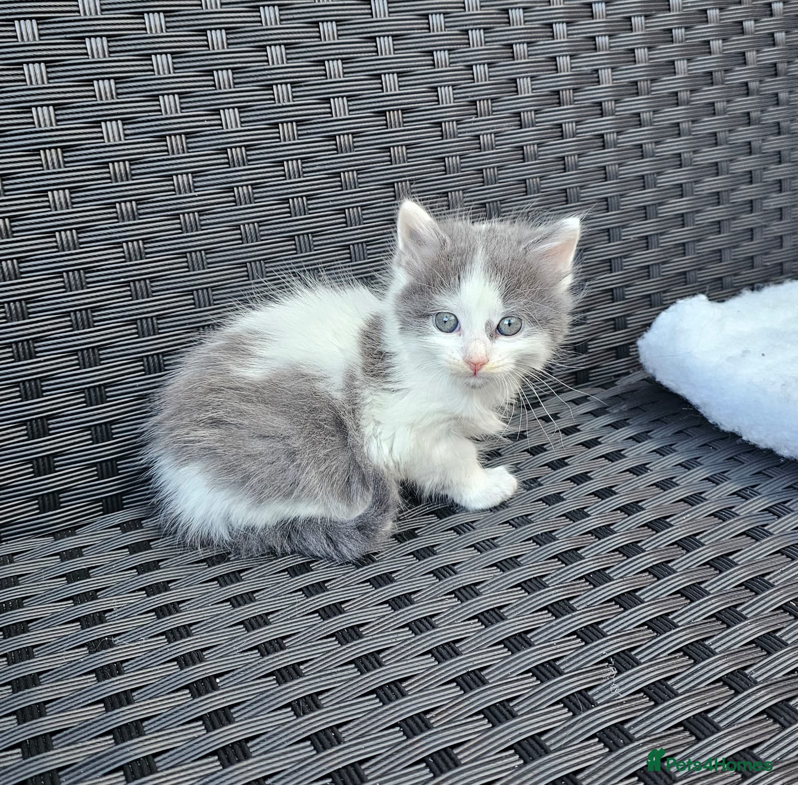 Mixed Breed cats  Kitchen  for sale - Advert 1