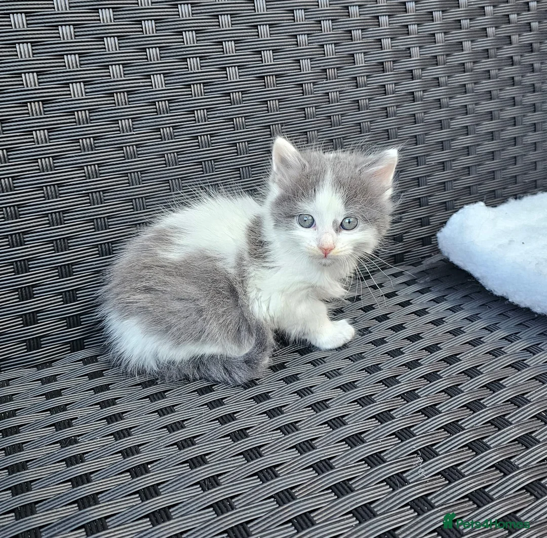 Mixed Breed cats for sale:  Kitchen  for sale - Advert 1