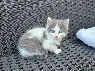 Mixed Breed cats Kitchen for sale - Advert 3