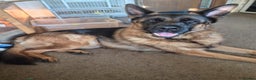 German Shepherd dogs for stud: Bruce - Advert 4