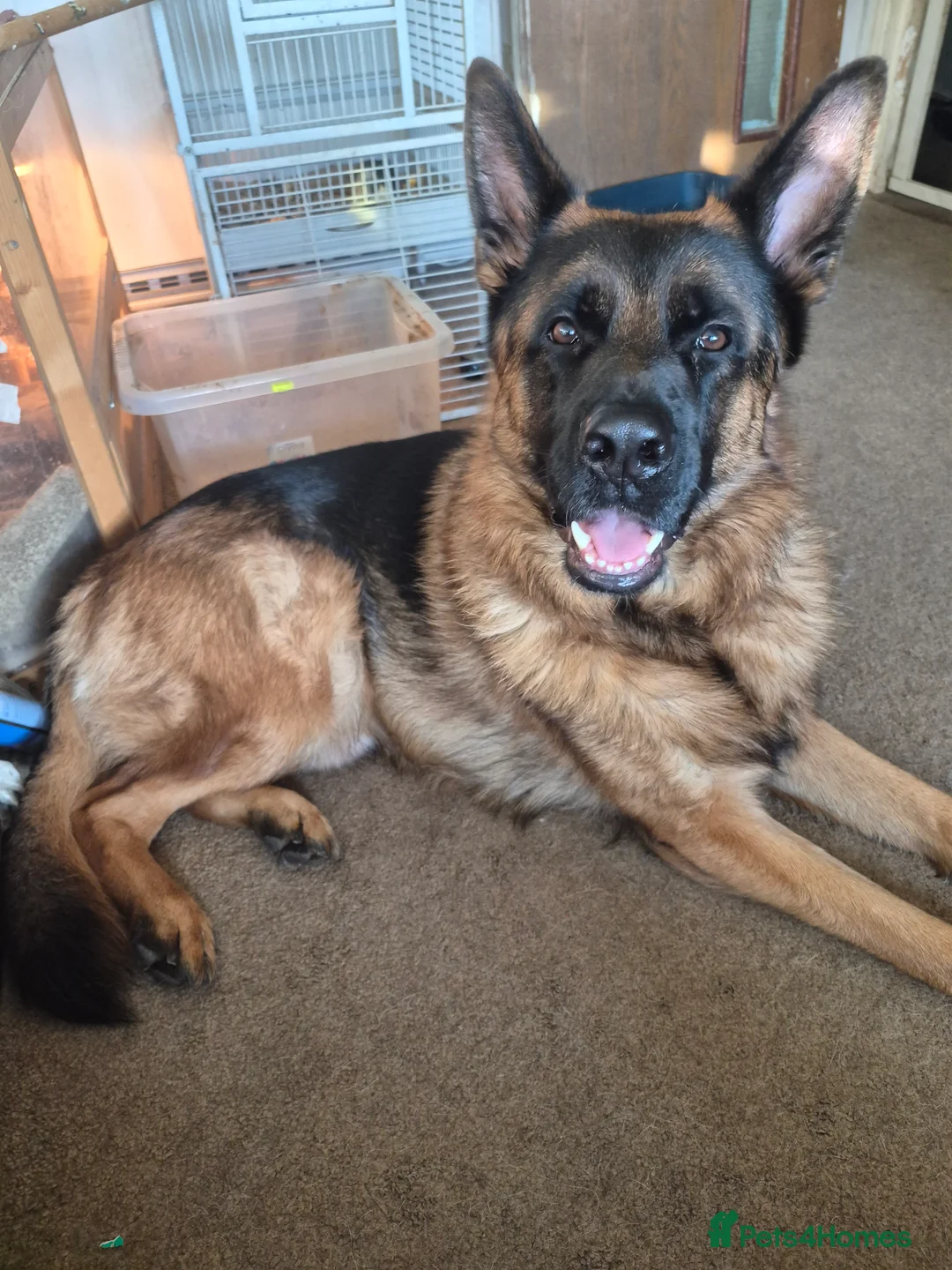 German Shepherd dogs for stud: Bruce - Advert 4