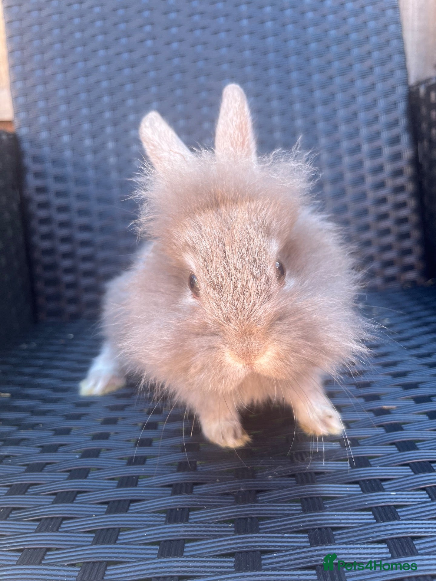 Mini Lion Lop rabbits Lion lops ready to go Friday - Advert 1