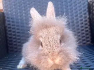 Mini Lion Lop rabbits Lion lops ready to go Friday - Advert 5