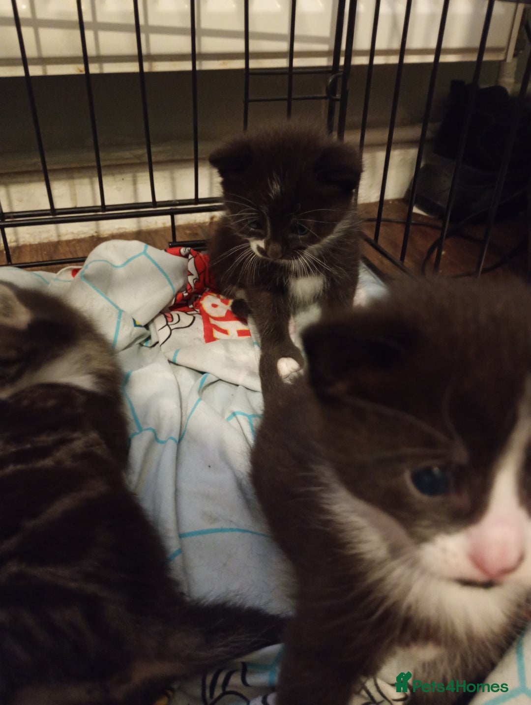 Domestic Shorthair cats for sale: Kitten for sale - Image 5