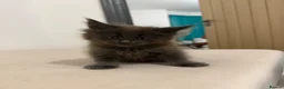 Maine Coon cats for sale: Pedigree GCCF Russian Kazakhstan import line - Advert 26