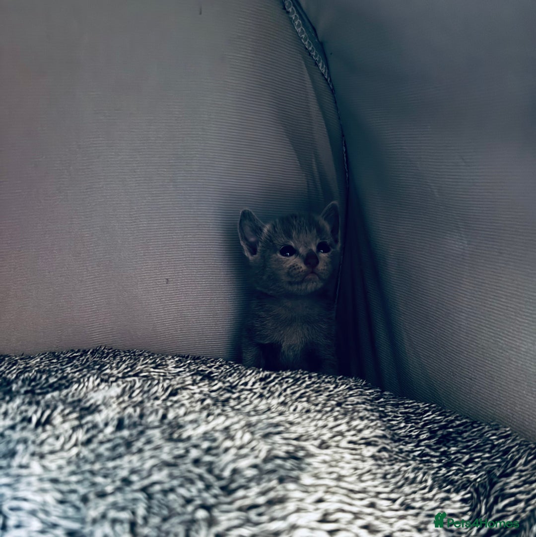 Russian Blue cats for sale: 🩵Beautiful Purebred Russian Blue kittens🩵 - Image 3