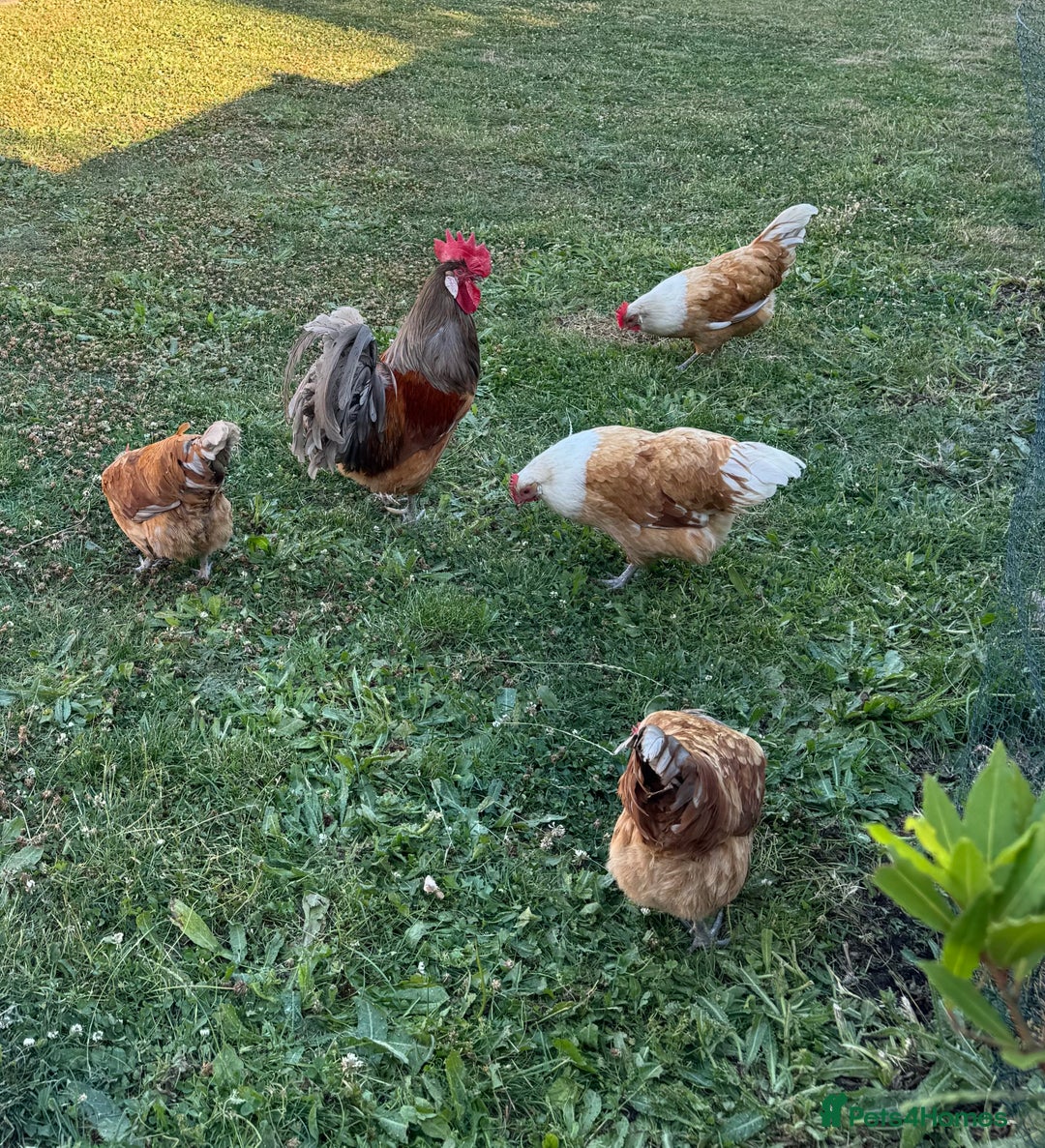 Chickens poultry for sale: Purebred Vorwerk chicks and chickens for sale - Image 11