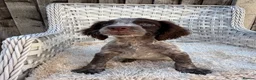 Cocker Spaniel dogs for sale: Working cocker spaniels - Advert 15