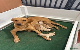 Labrador Retriever dogs for sale: Fox red/dark yellow labs  - Image 1