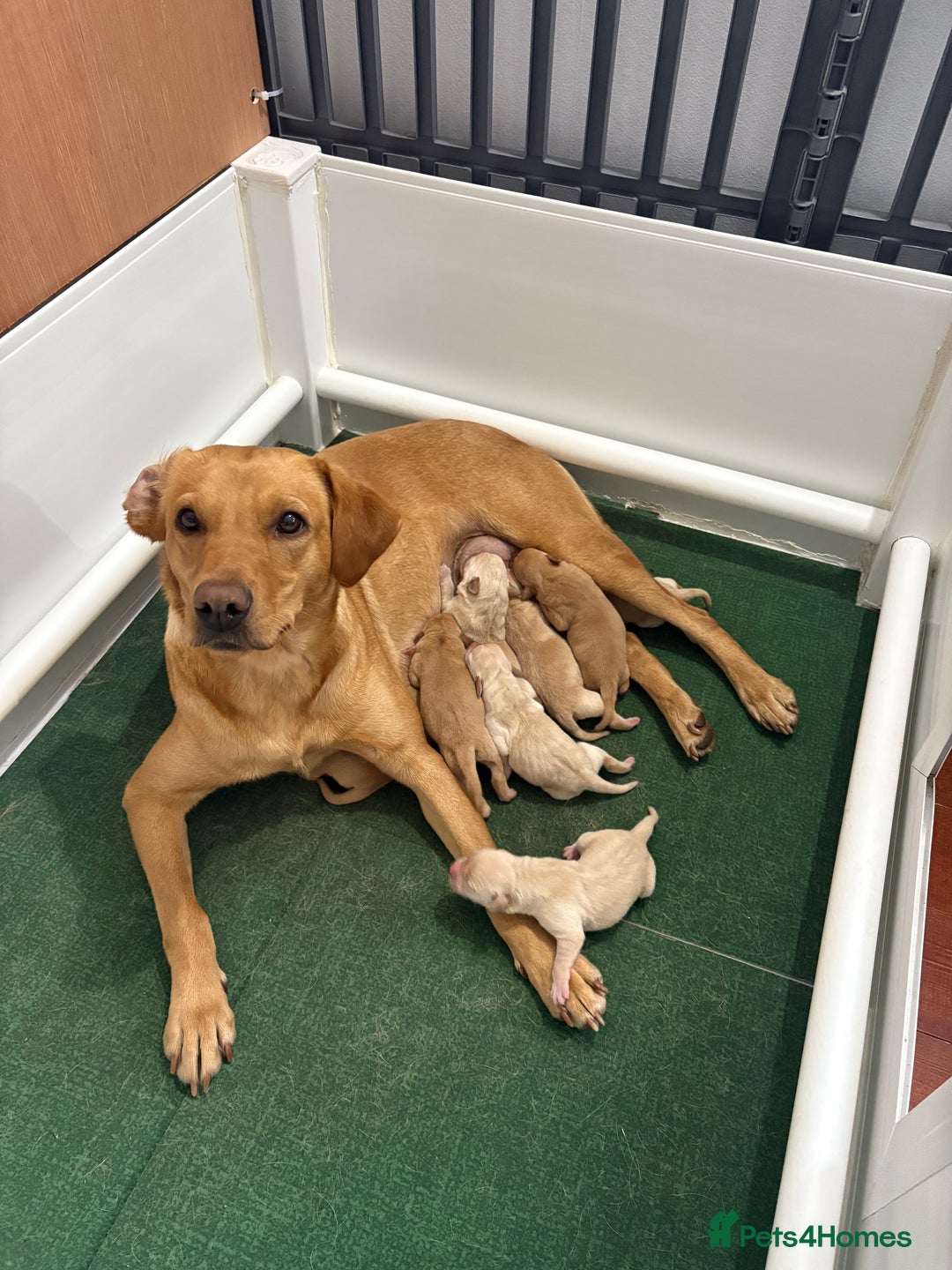 Labrador Retriever dogs for sale: Fox red/dark yellow labs  - Image 1