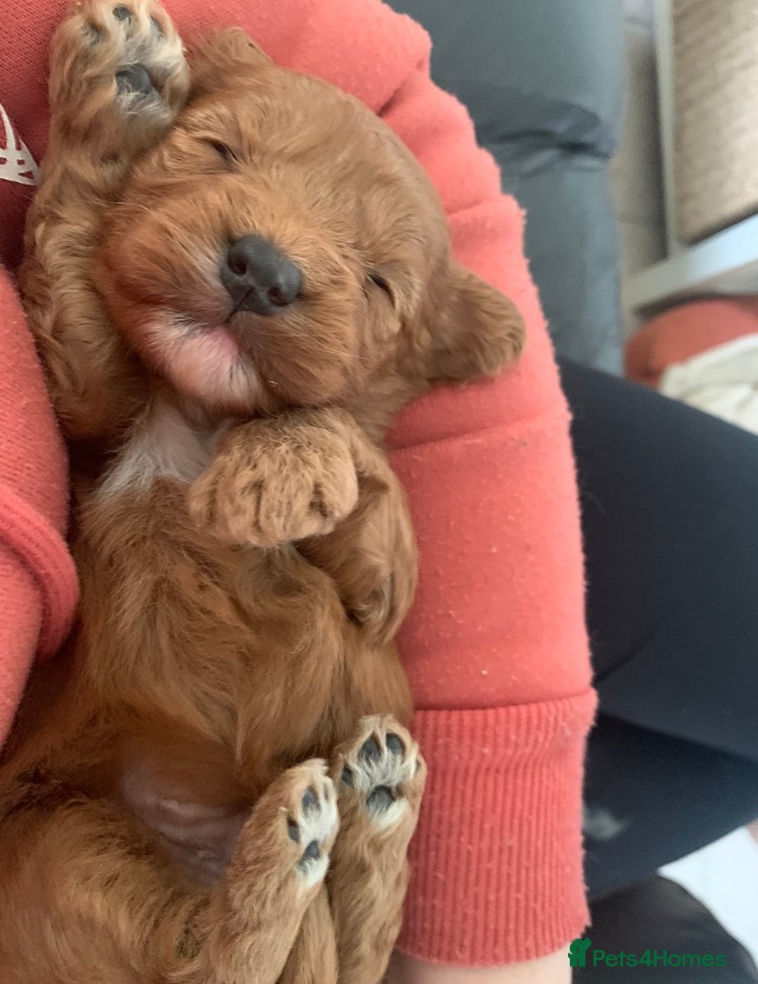 Cavapoo dogs for sale: Beautiful Cavapoo puppies  - Image 12